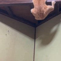 ぶら下がる猫