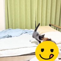 ベッドの上で飼い主さんの髪にじゃれつく子猫と飼い主