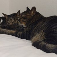 目の前の猫のお尻を枕にしてくつろぐ3匹の猫