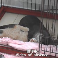 留守中2