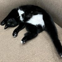 ソファの上で足を伸ばしている白黒猫