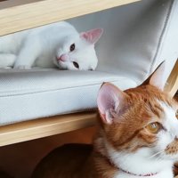 クラちゃんとトコちゃん