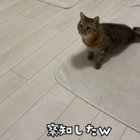 何かを察知したみにら君