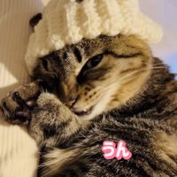 手作りニット帽をかぶってママの膝の上でくつろぐキジトラ猫