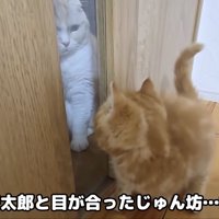茶太郎を見てびっくりするじゅんちゃん