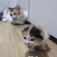 三毛猫の親子