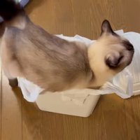 ゴミ箱に入る猫