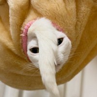 しっぽを顔の前に垂らす猫