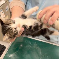 子猫のお腹に粉をかける