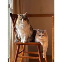 椅子に座る猫たち