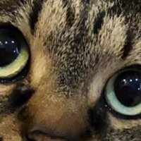 キジトラ猫のまん丸な目