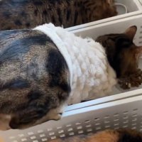 ごはんを食べる猫