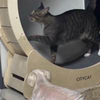 走る猫