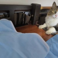 階段からひんやりグッズを見ている長毛猫