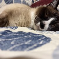 シャム柄の猫