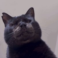 舌が出ている猫