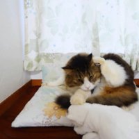 足を上げる猫