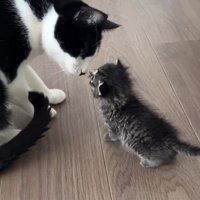 白黒猫と子猫