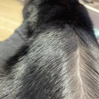 背中の毛を左右に分けられた猫