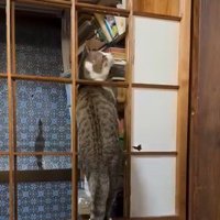 咥えた和紙を引っ張る猫