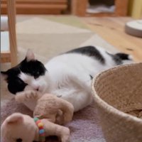 ぬいぐるみを舐めている猫