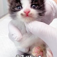 あごをなでられる子猫