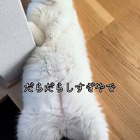 玄関で仰向けで寝ている猫