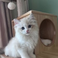 キャットタワーでお座りをしているカメラ目線の子猫