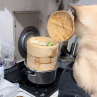 せいろを見る猫