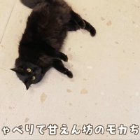 テロップ「おしゃべりで甘えん坊な～」