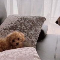 クッションの間に埋もれているトイプー