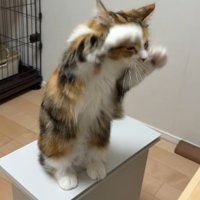 後ろ足で立って前足をあげる猫