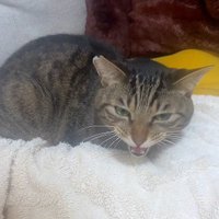 布団の上で鳴いている猫