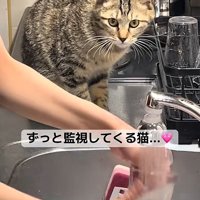 こちらを見る猫