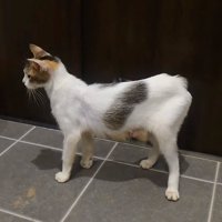 2年前の猫