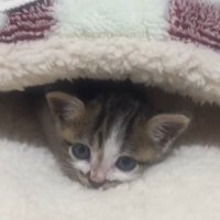 毛布にくるまる子猫1