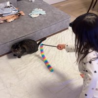 猫じゃらしを向けて