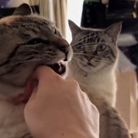 おもちちゃんを見つめる猫
