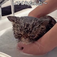 お風呂に入れられているブラウンクラシックタビー