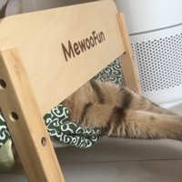 ベッドで寝ている猫