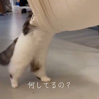 前へ歩く猫の足