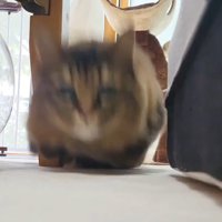 飛び出す猫