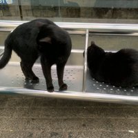 隣に並ぶ黒猫