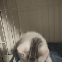 ケージの中で顔を洗う子猫