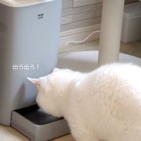 自動給餌器の前で待っている猫％