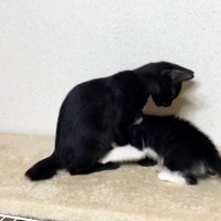 同居猫に甘える猫