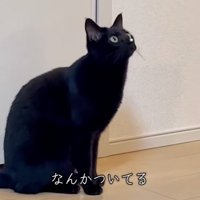 見上げる猫