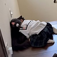 寝ころぶ猫と背中に顔を乗せる妹