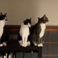 室内にいる猫たち