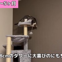 キャットタワーで遊ぶ子猫